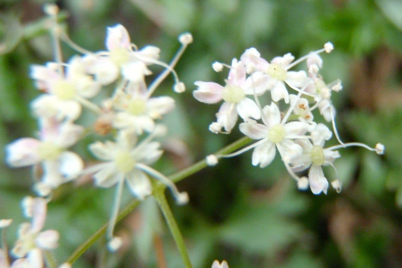 Pimpinella tragium 3