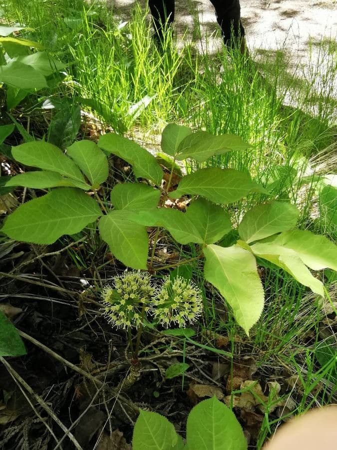 Aralia a stelo nudo 7