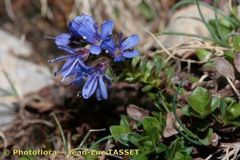Veronica pirenaica 12