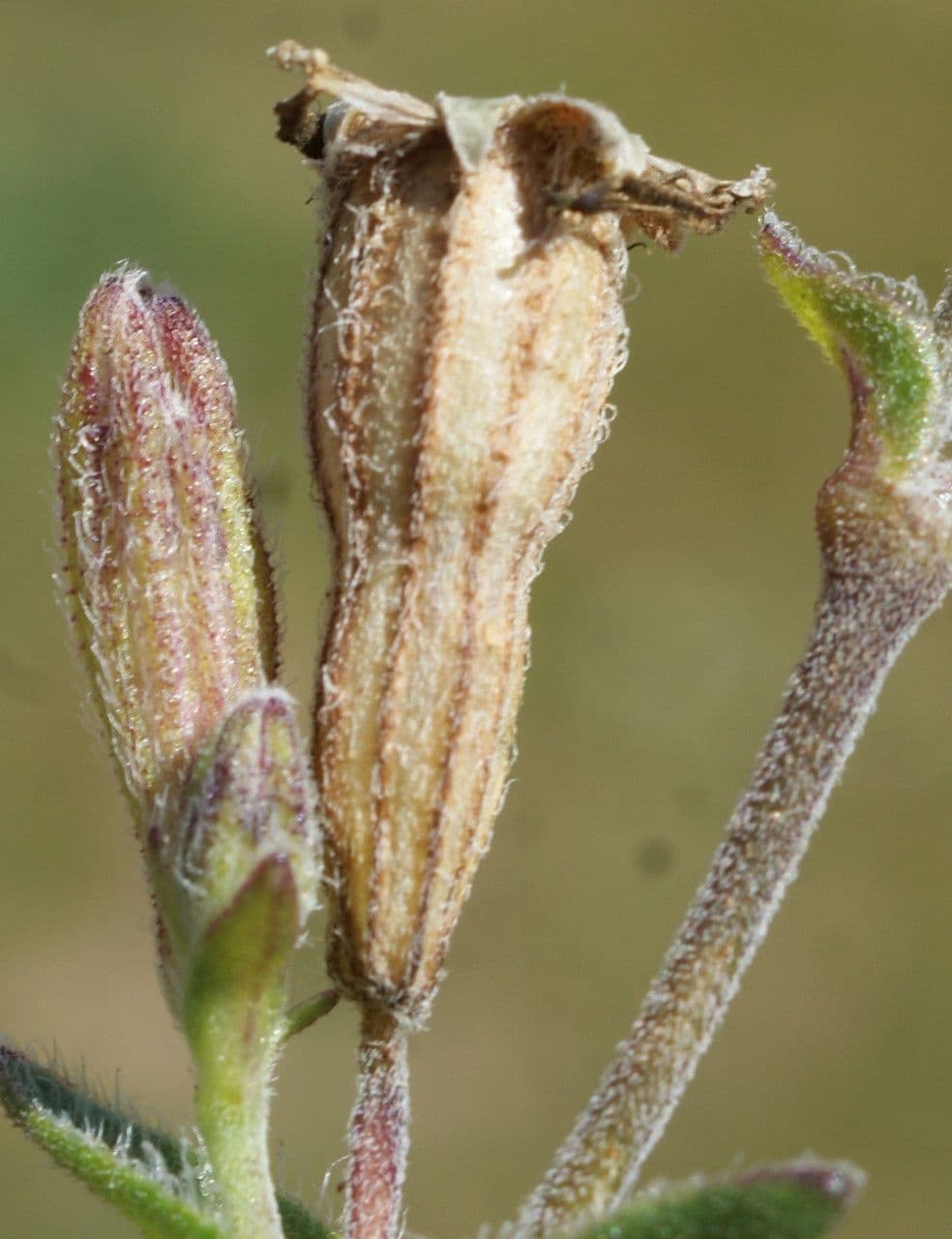 Silene 3