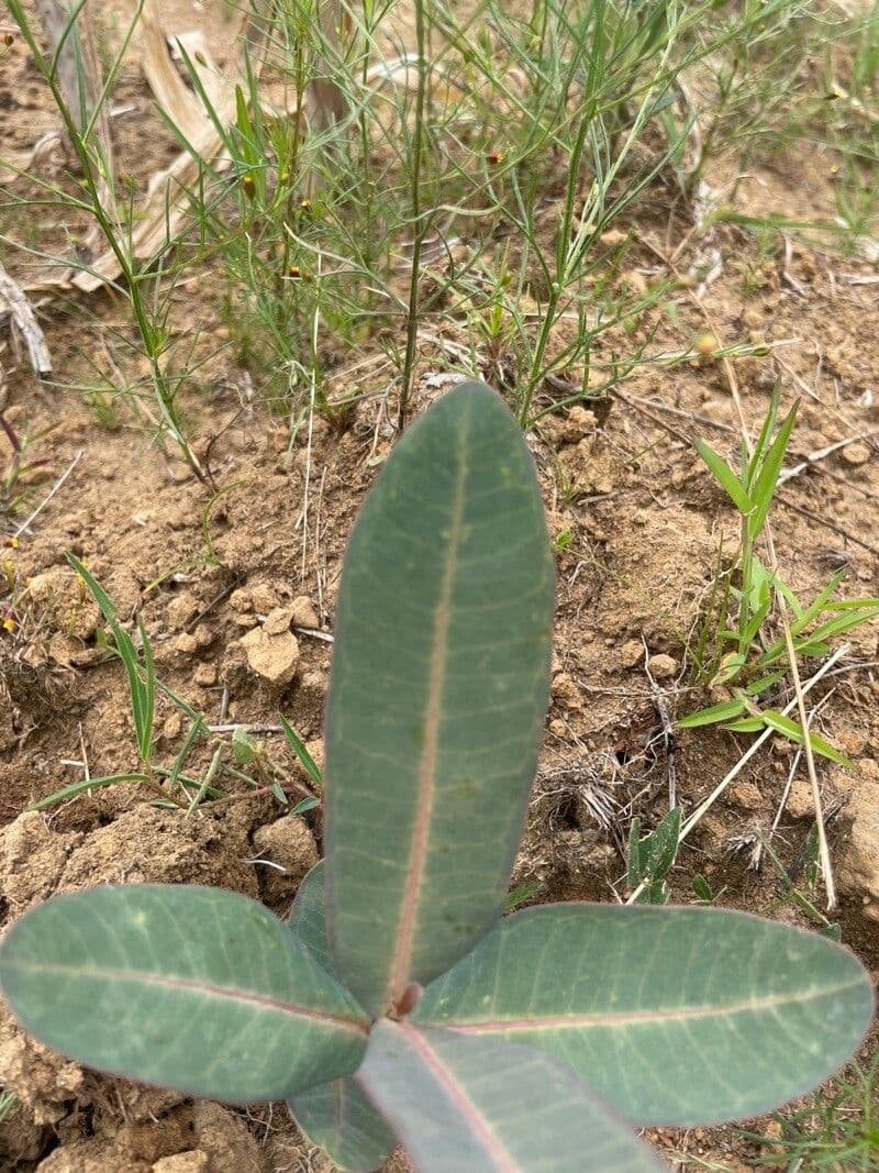 Asclepias 12