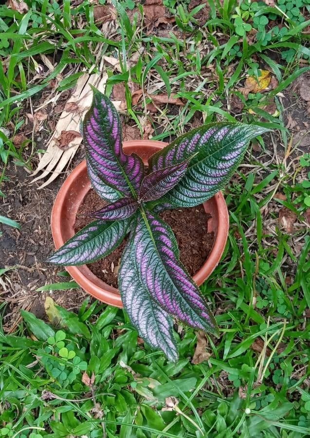 Strobilanthes 10