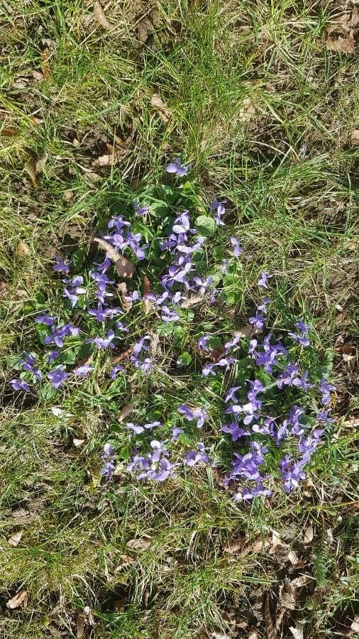 Viola pelosa 13