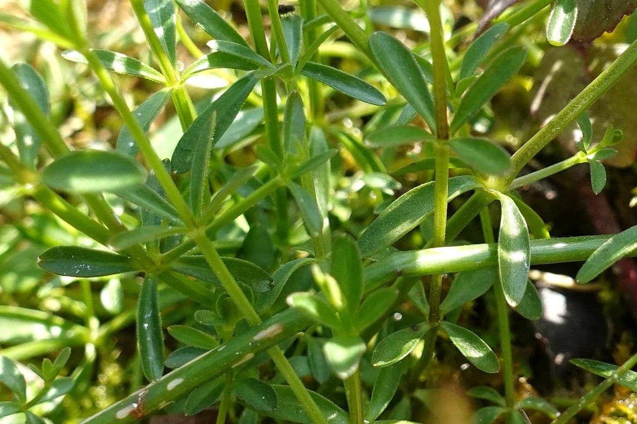 Caglio palustre 19