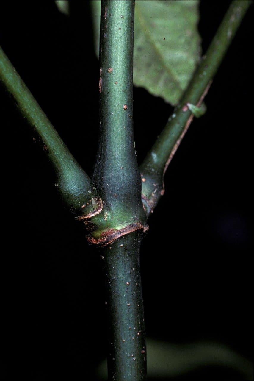 Chloranthus 4