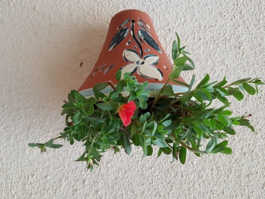Flor de once horas 21