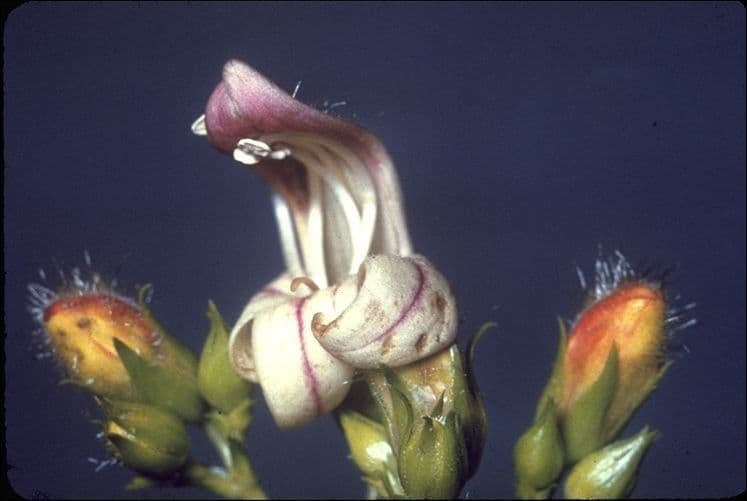 Keckiella a fiori corti 2