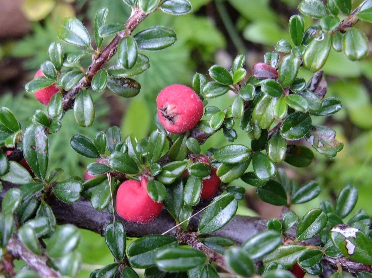 Cotoneaster de hoja entera 4