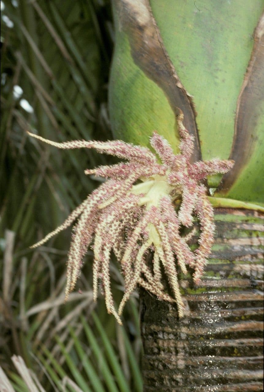 Verschaffeltia 2
