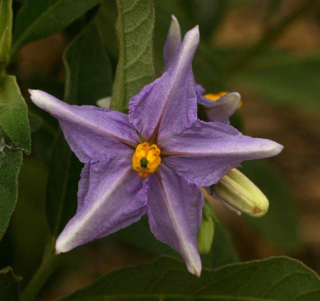 Solanum nudo 7