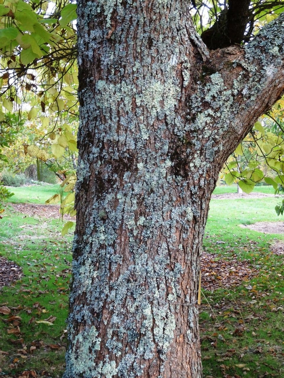 Katalpa vajcovitolistá 23