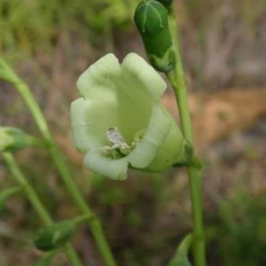 Chelonanthus alatus 5