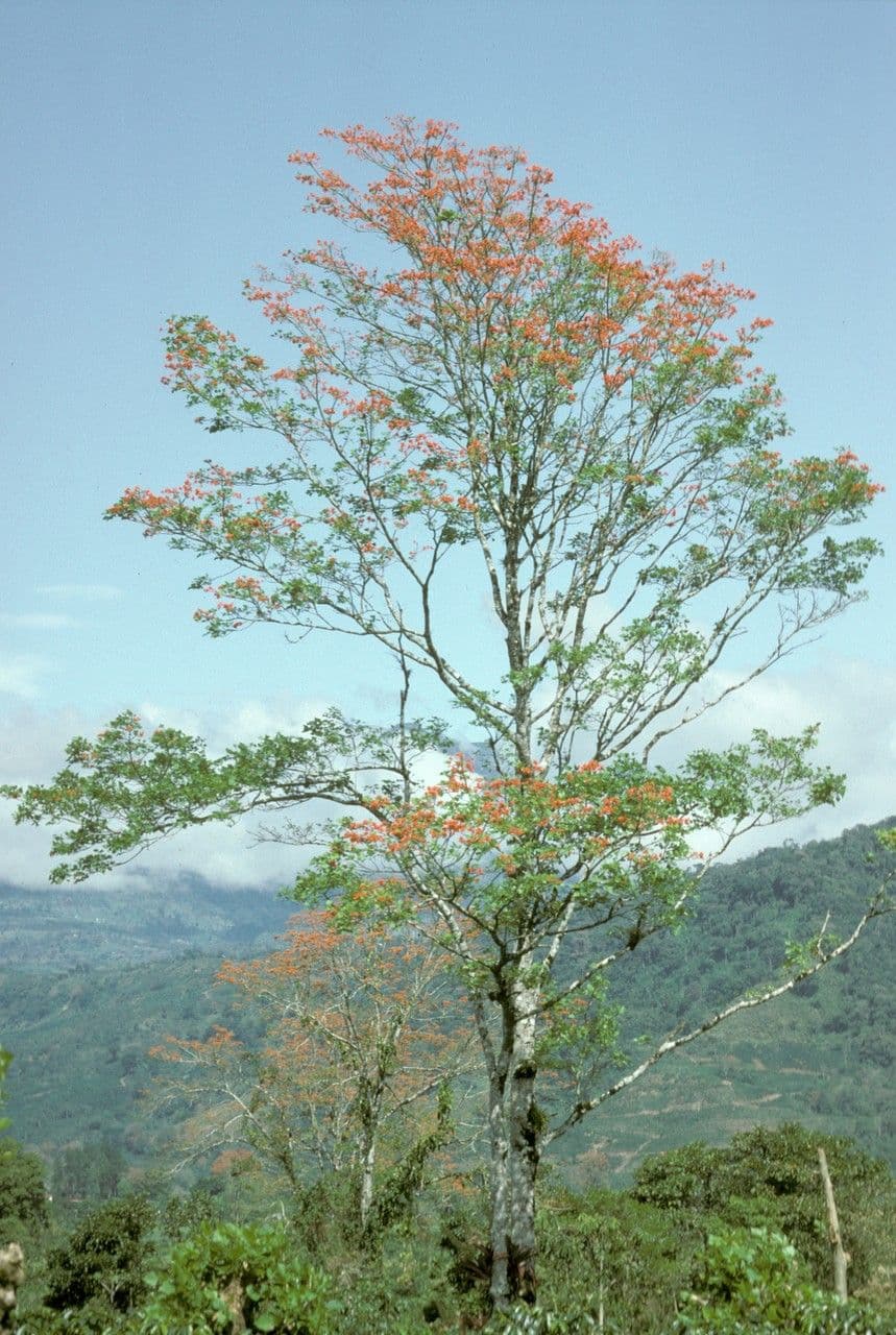 Poeppigs Korallenbaum 4