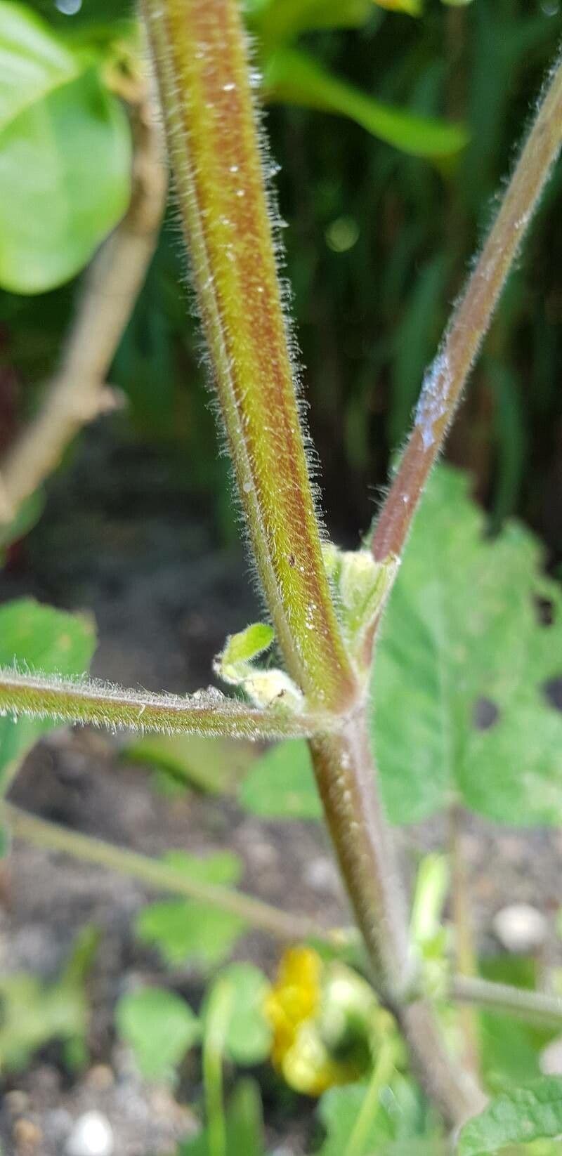 Salvia patens 18