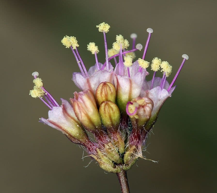Anulocaulis 6