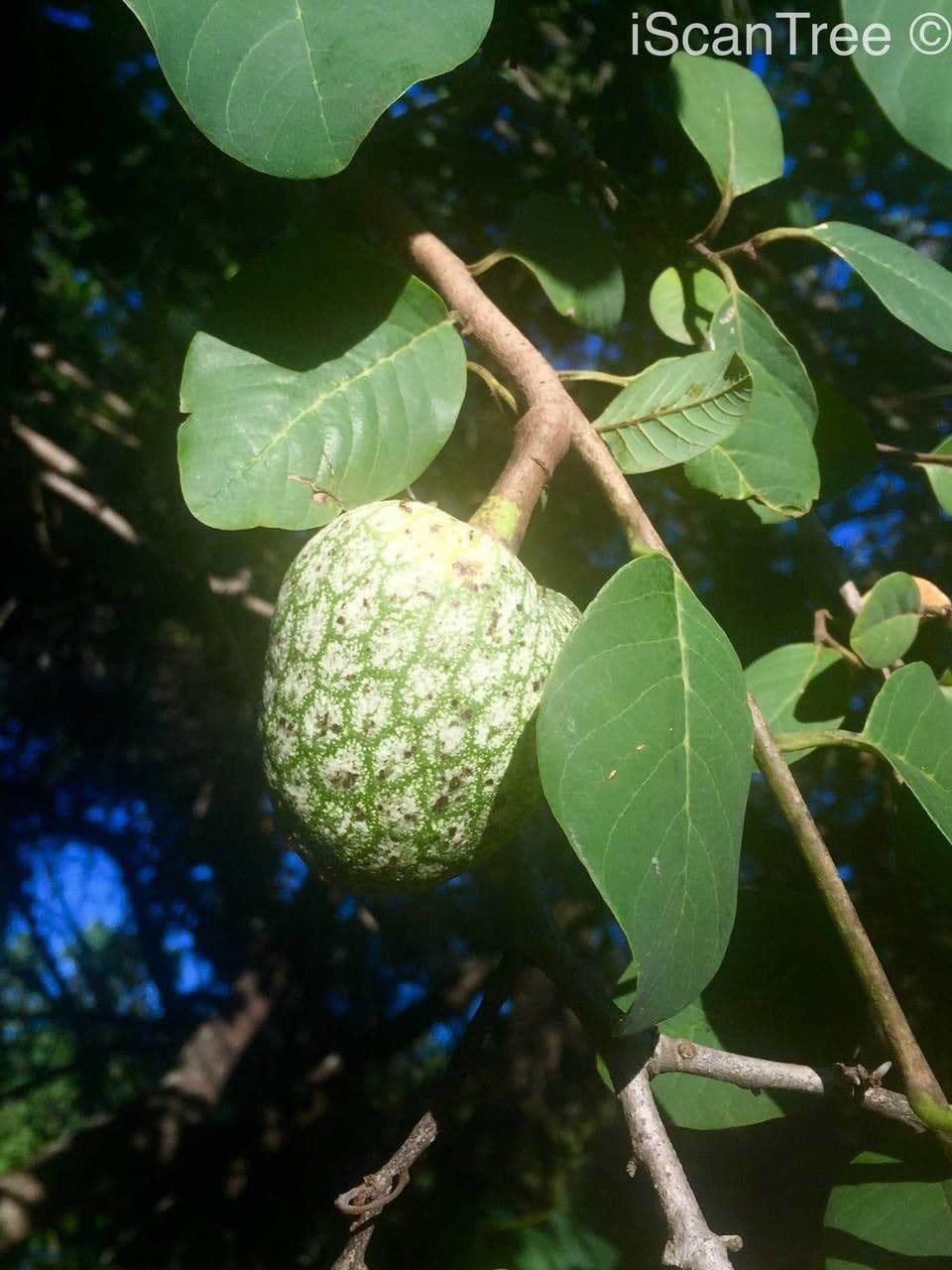 Annona senegalensis 5
