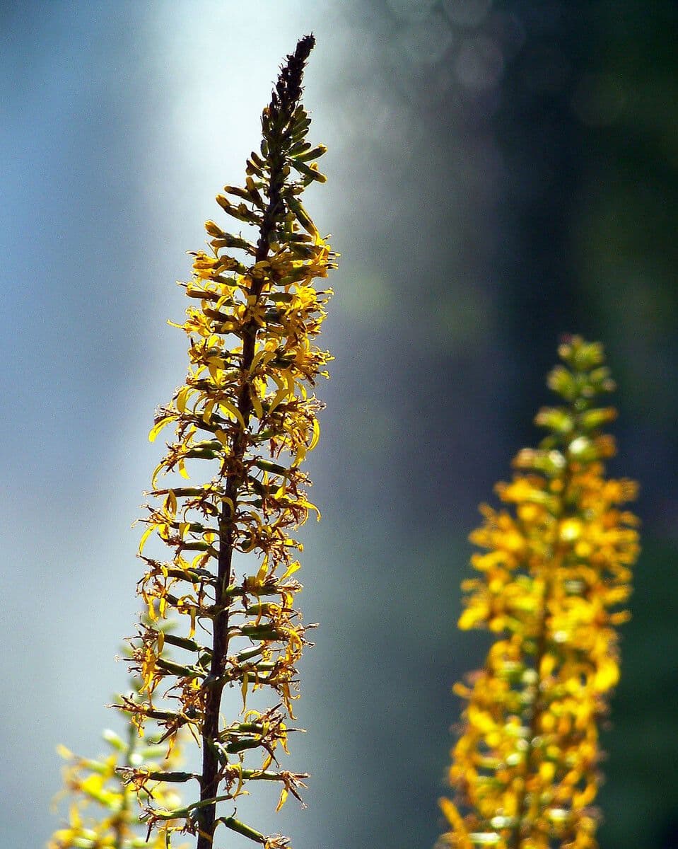 Ligularia 5