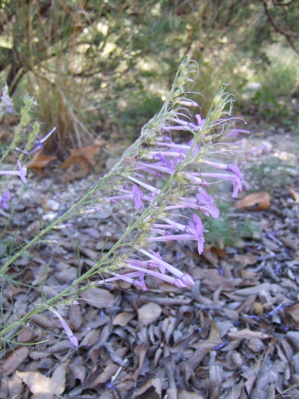 Ipomopsis 4