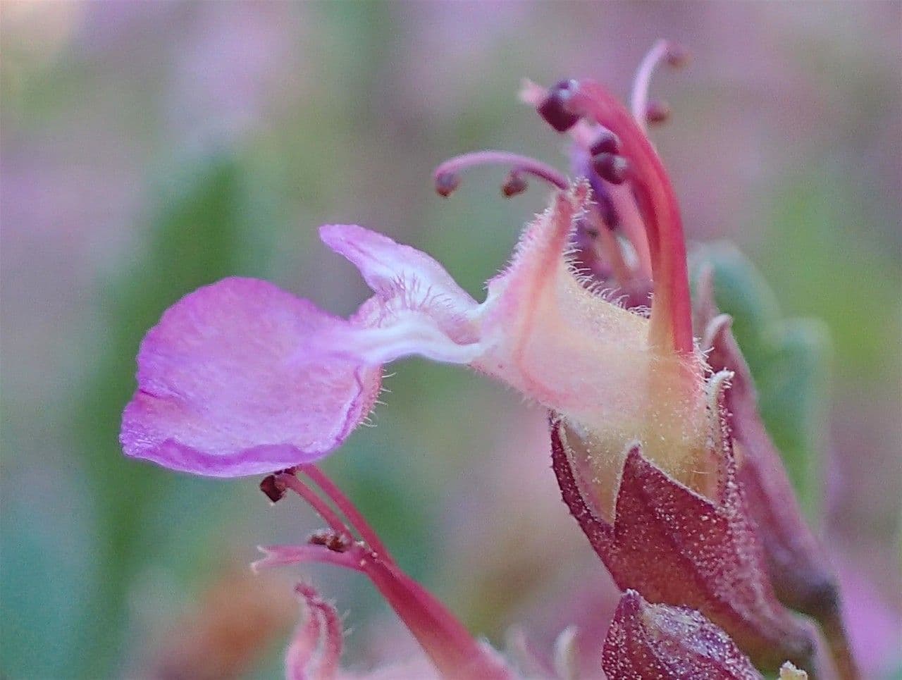 Teucrium 3