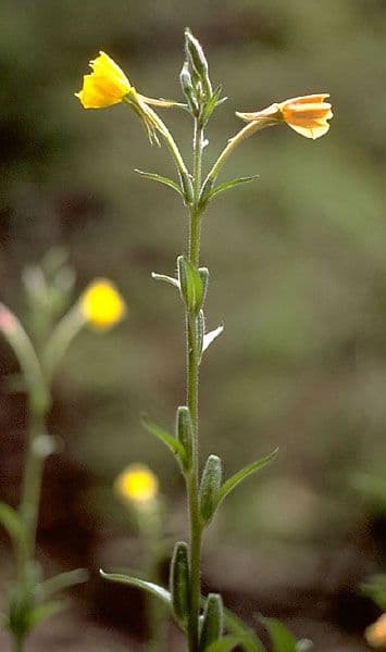 Hairy evening primrose 10