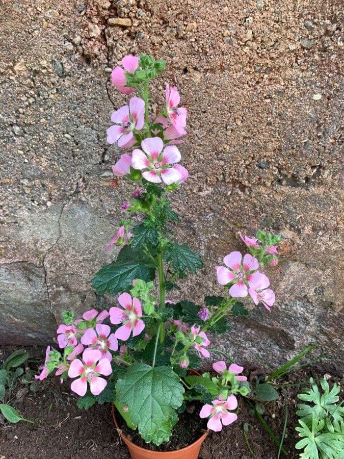 Anisodontea