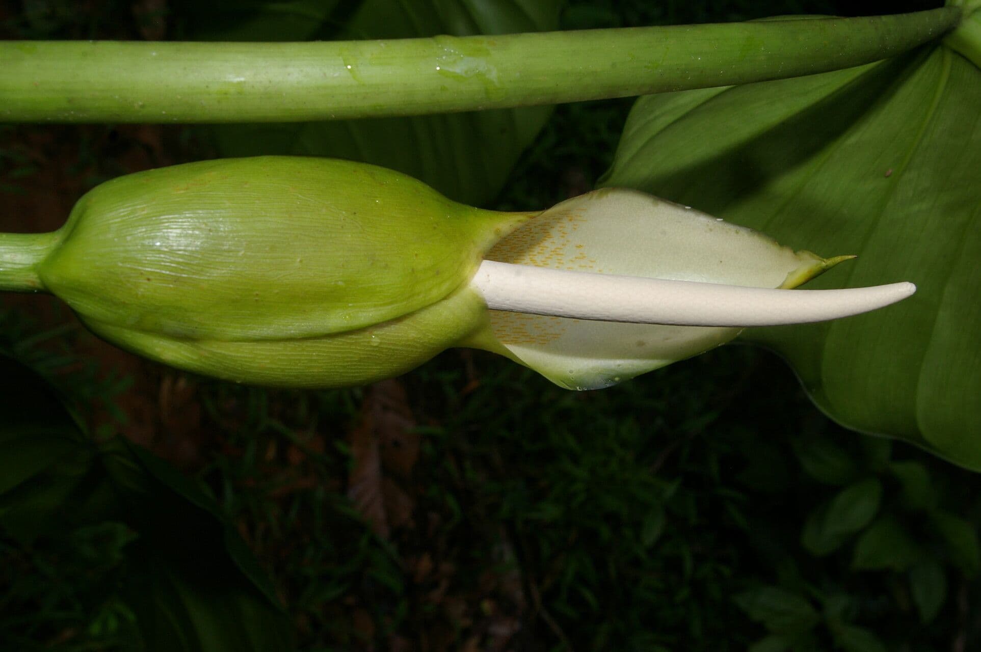 Filodendro
