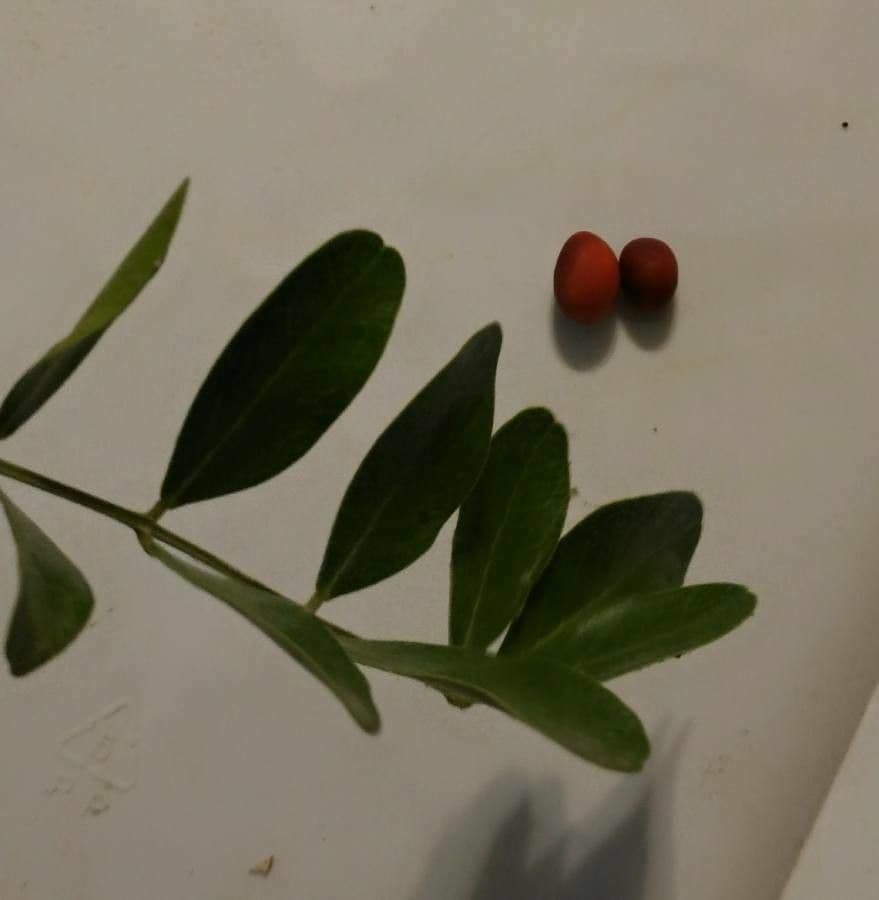 Dermatophyllum 4