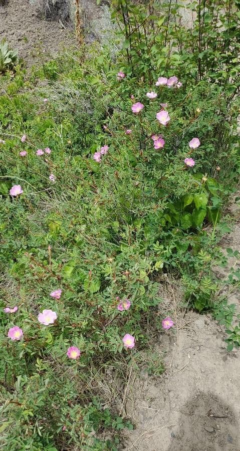 Prärie-Rose 8