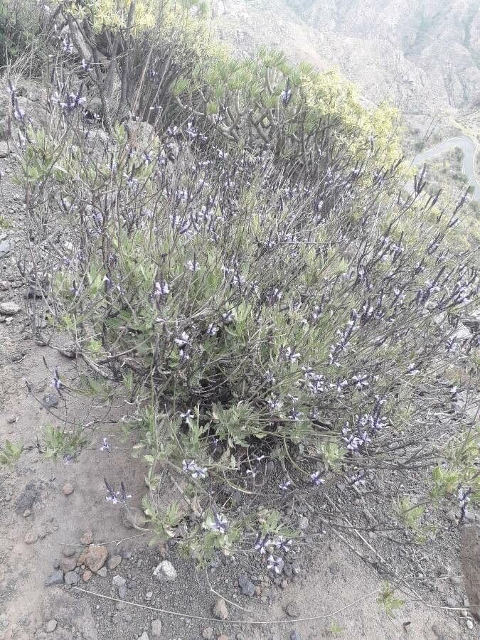 Lavanda canaria 10