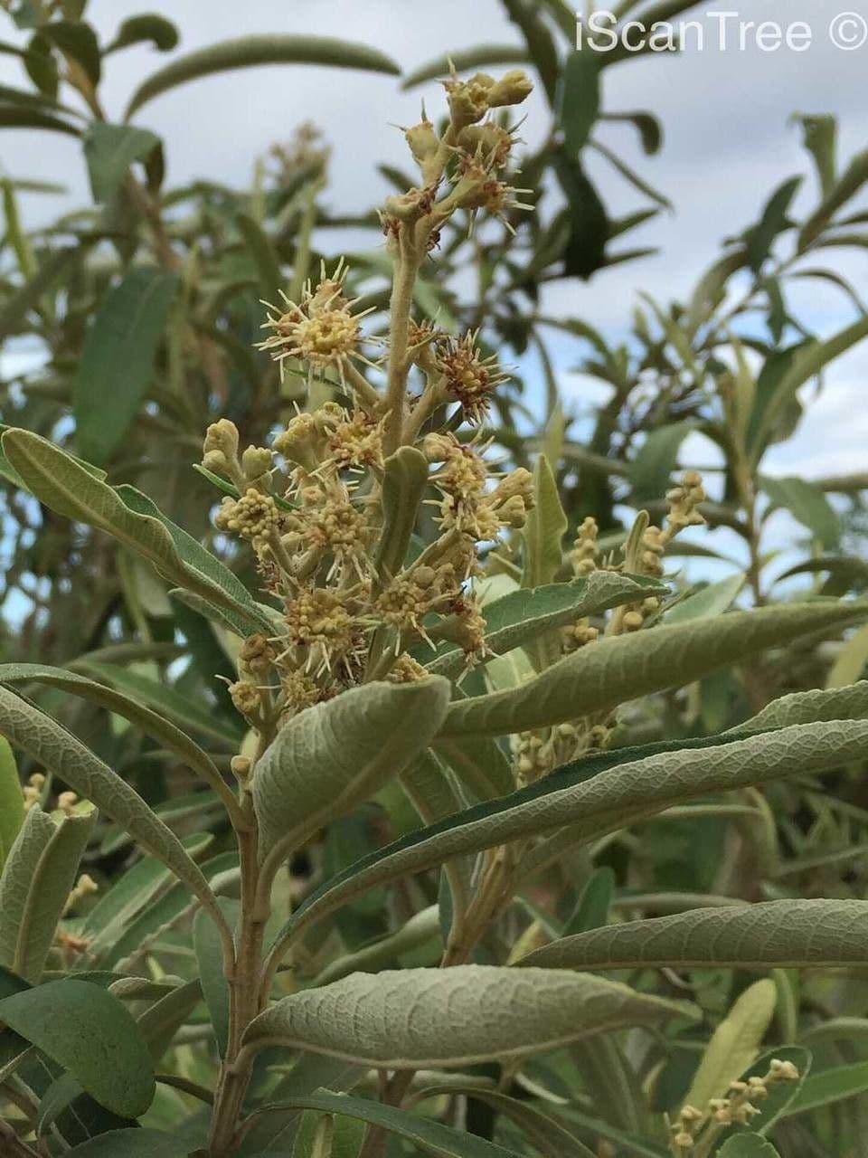 Kampherbaum 5