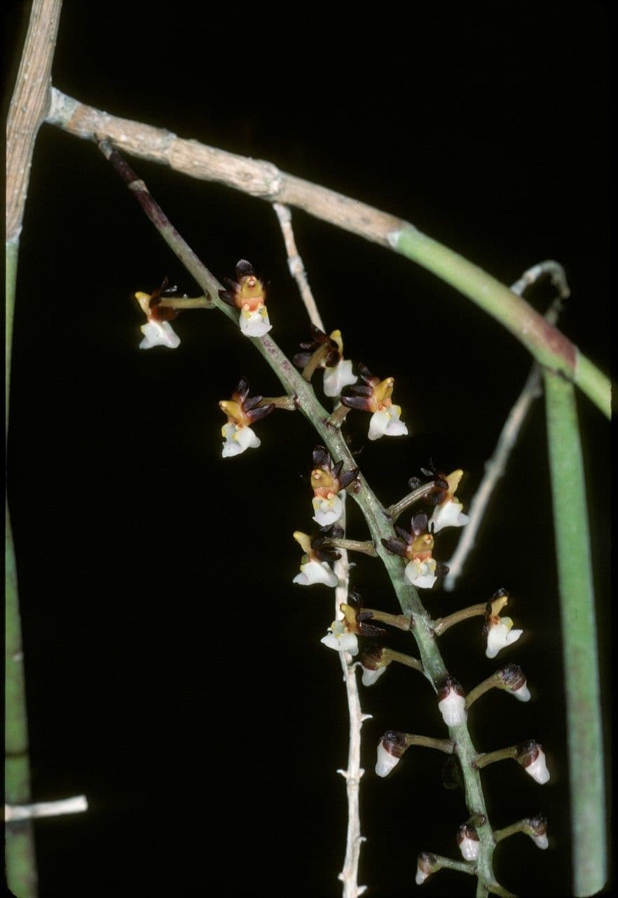 Cleisostoma 2