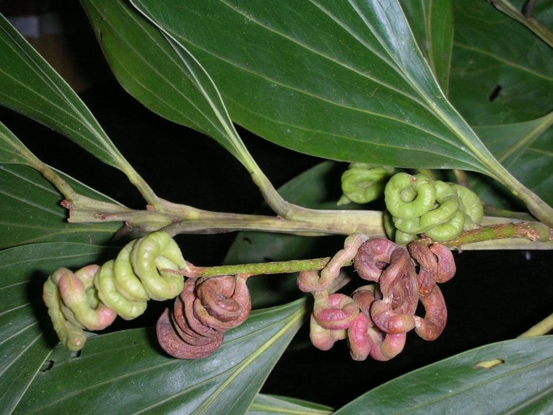 Akacja mangium 4