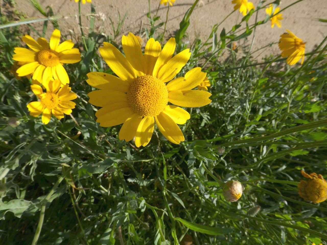 Saat-Wucherblume 29
