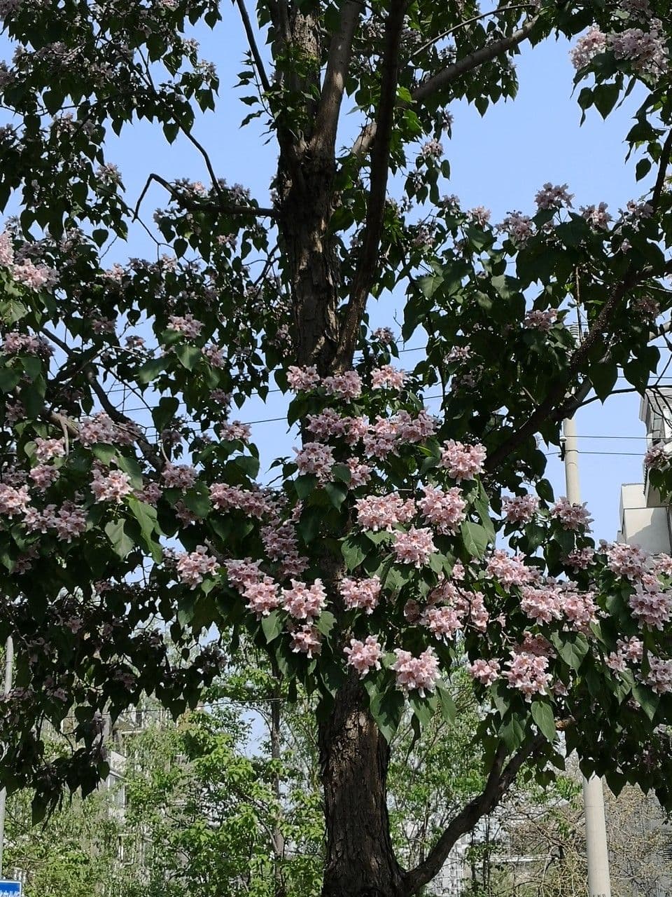 Catalpa di Bunge 6