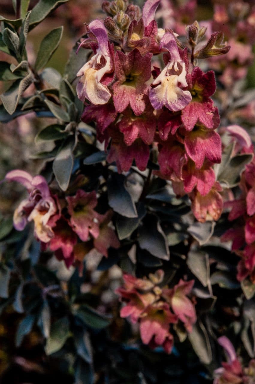 Salvia