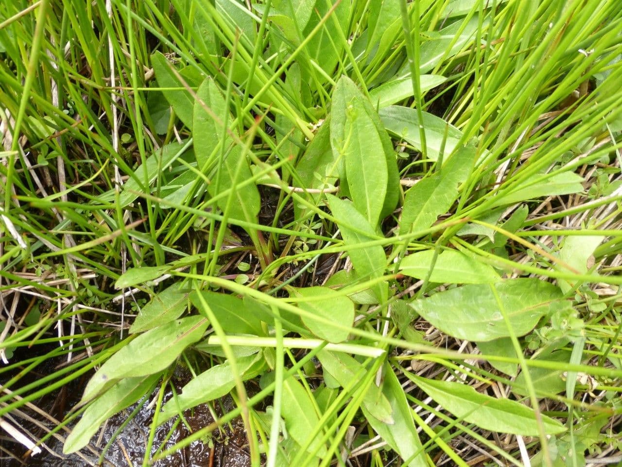 Willemetia stipitata 10