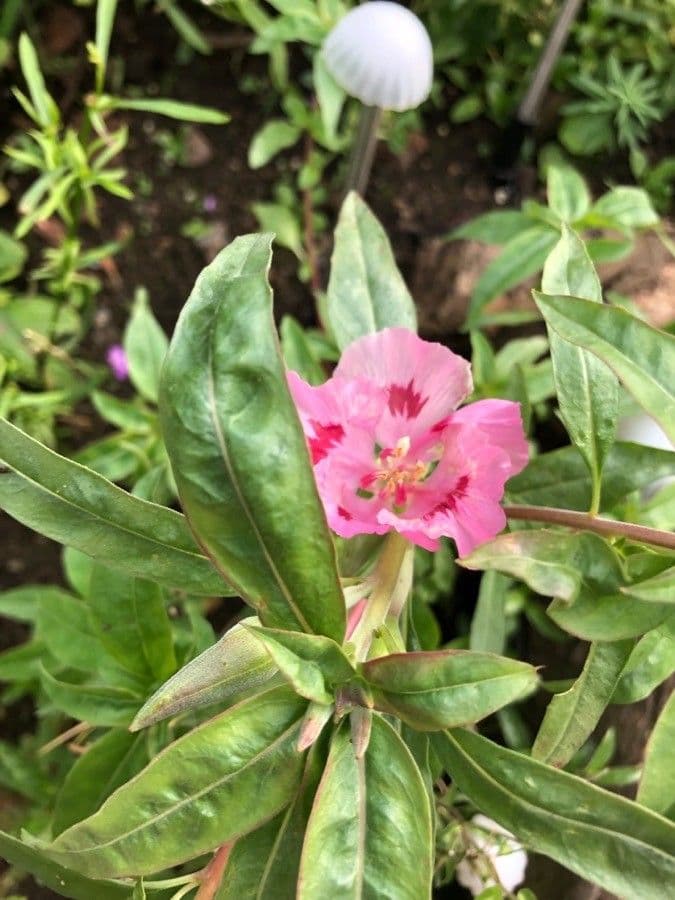 Clarkia amoena 18