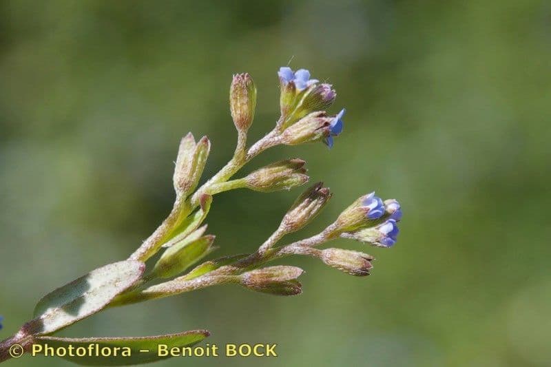 Miosotide siciliana 17