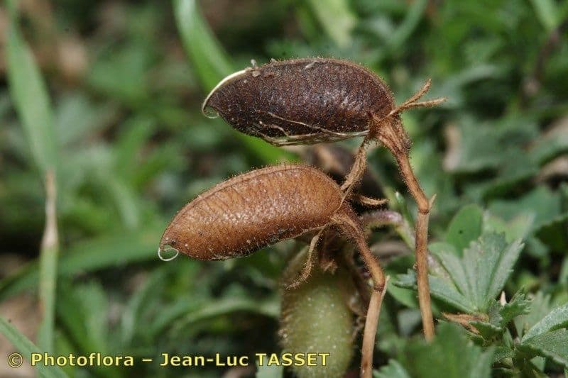 Ononis cristata 4