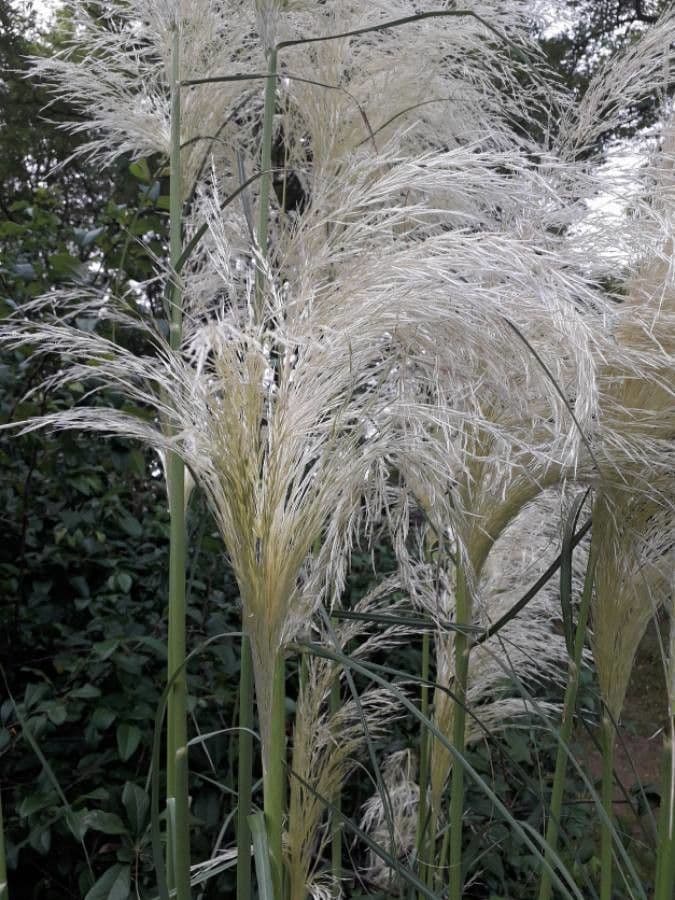 Erba delle pampas 9