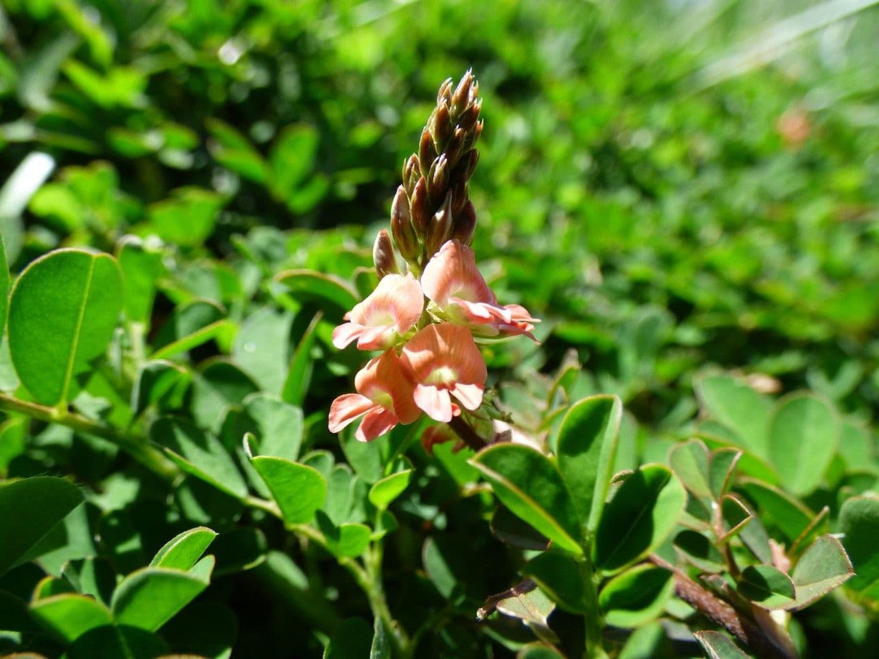Indigofera hendecaphylla 7