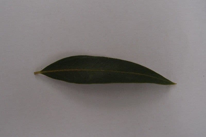 Schmalblättrige Olive 20