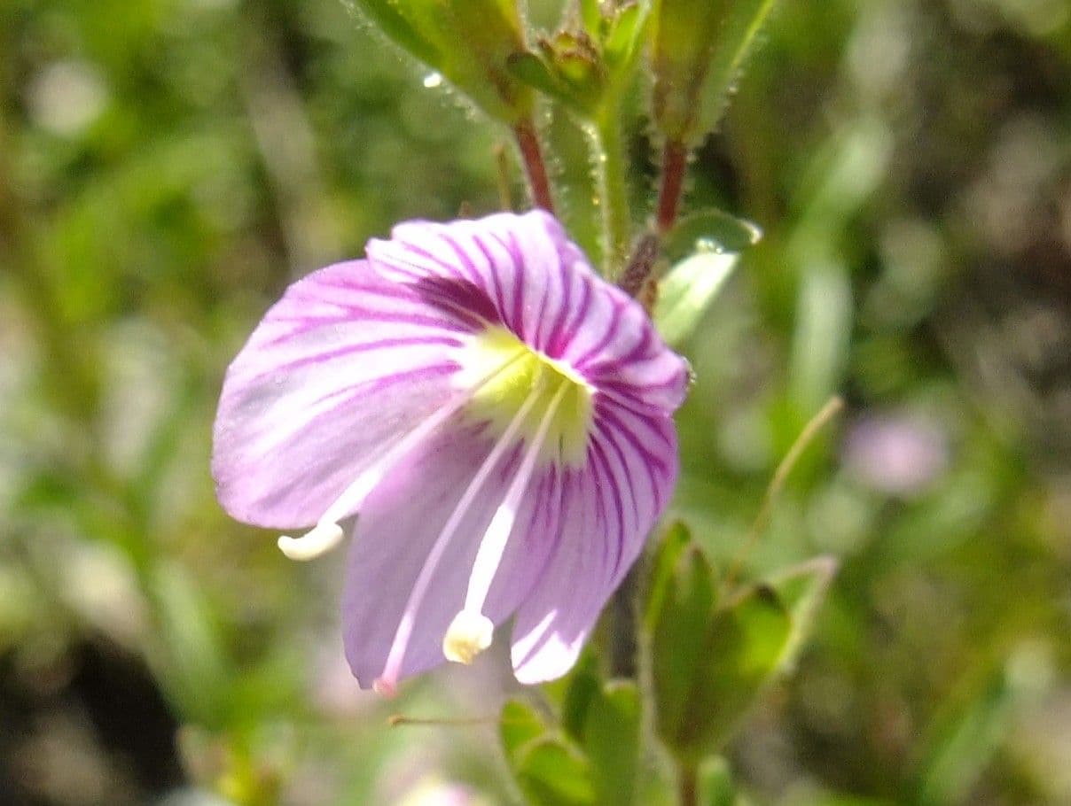Veronica fruticulosa 9