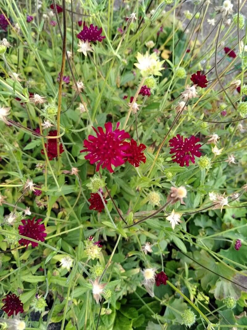 Knautia 6