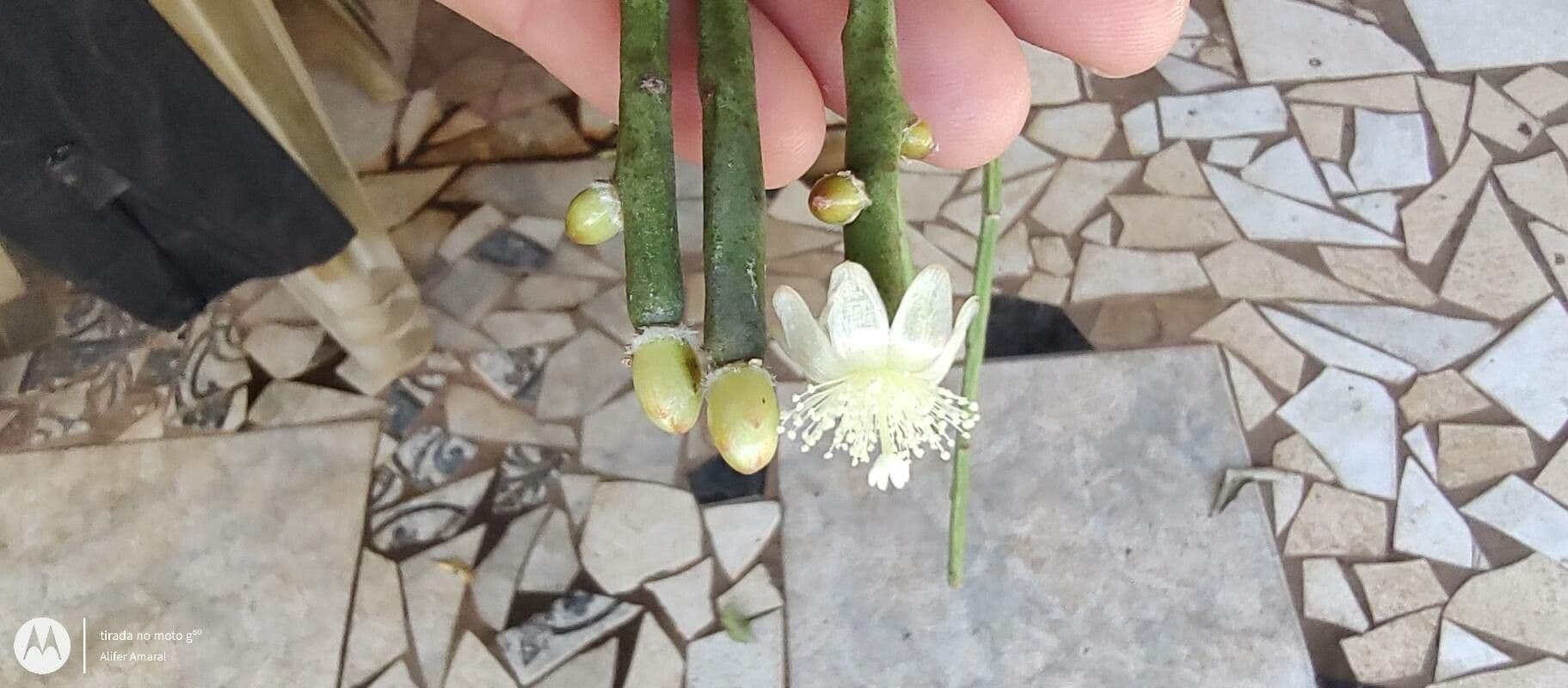 Rhipsalis 3