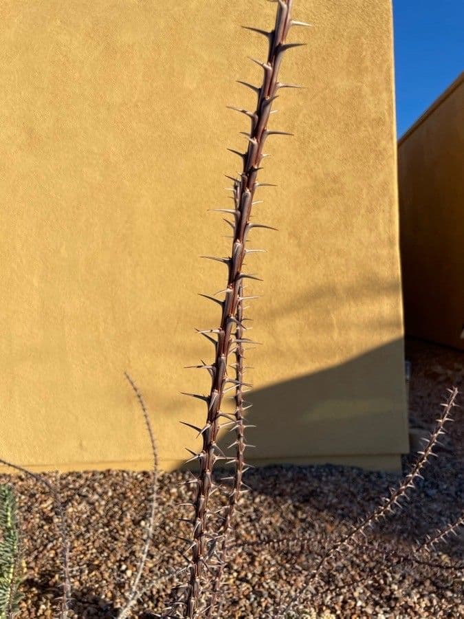 Ocotillo 23
