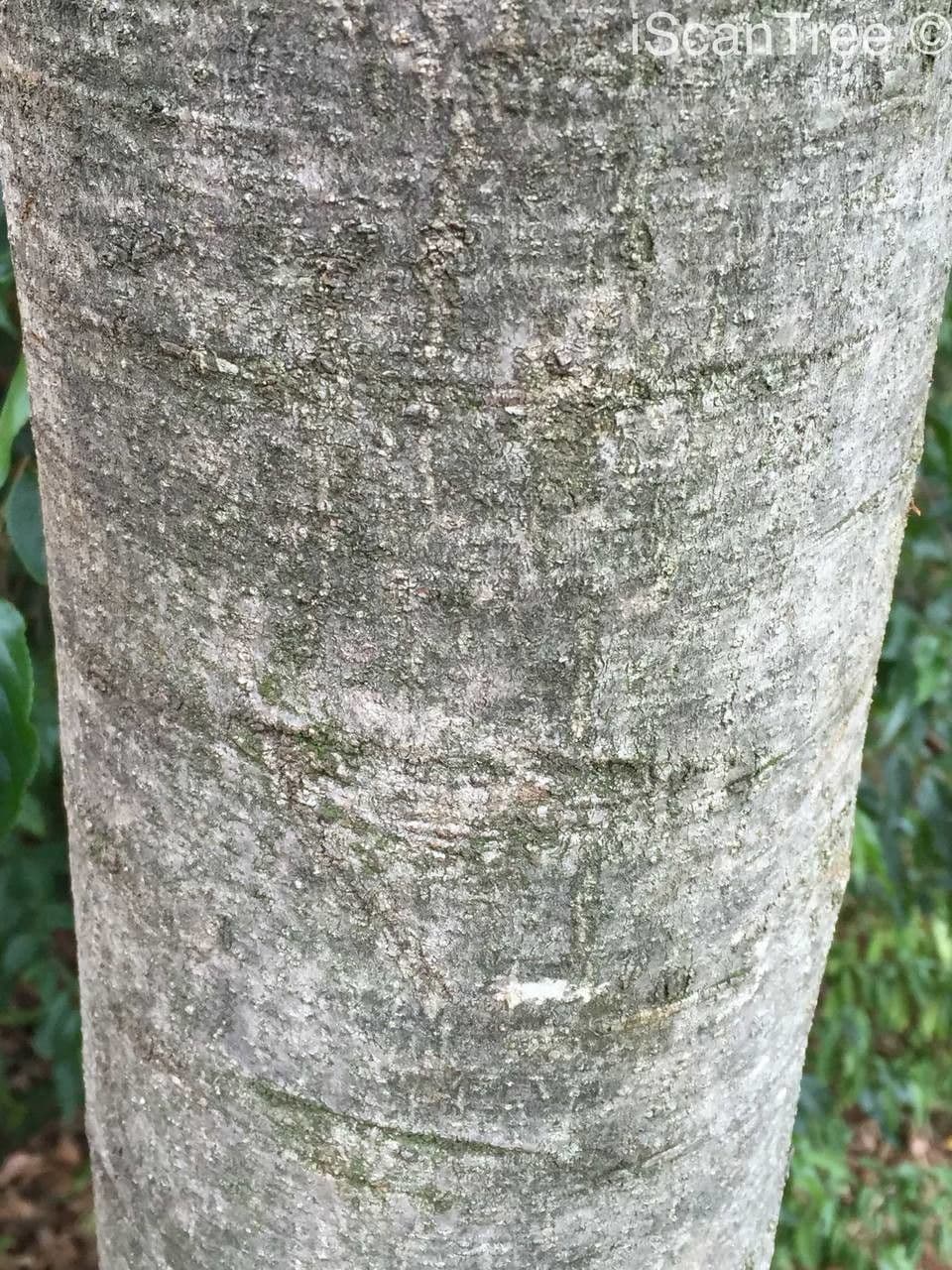 Zahnbusch 9