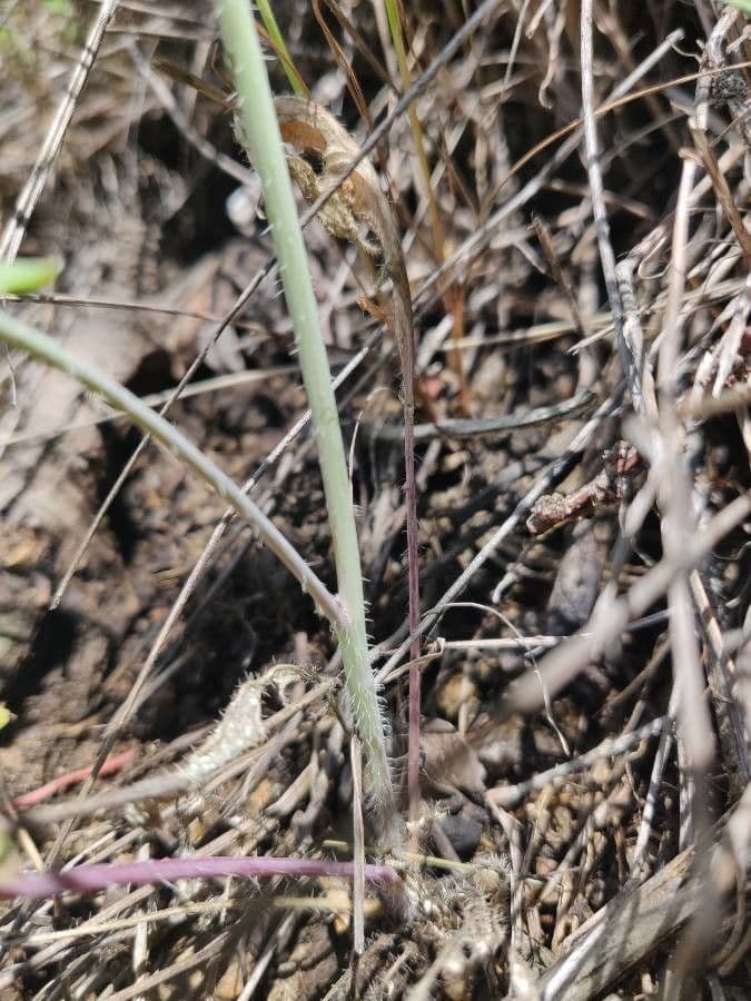 Diplotaxis à feuilles étroites 26
