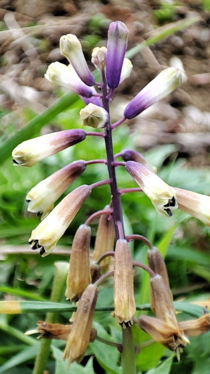 Bellevalia trifogliata 3