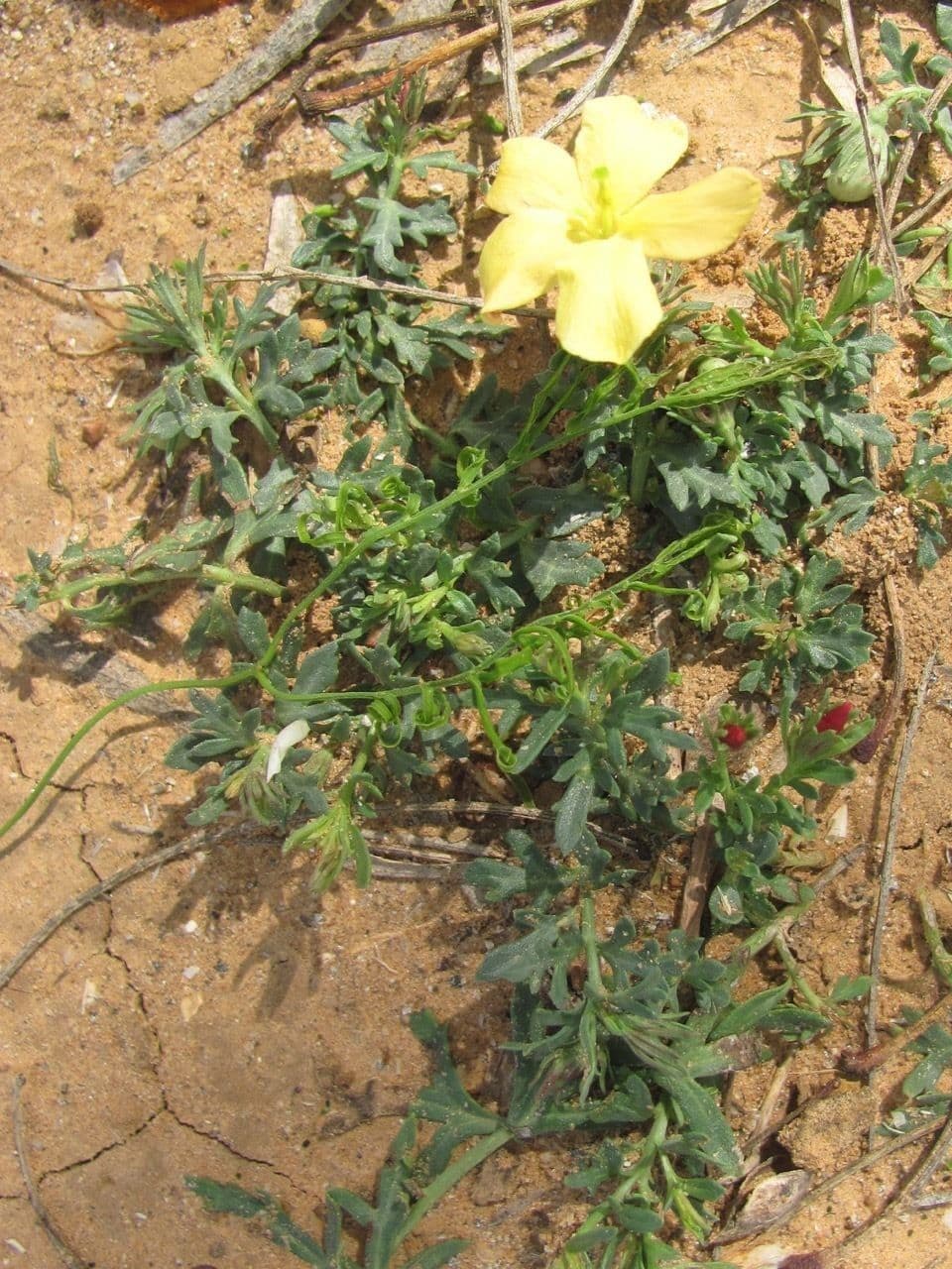 Menodora 7